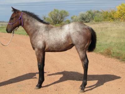 Riviera Reed JW<BR>AQHA 5741393